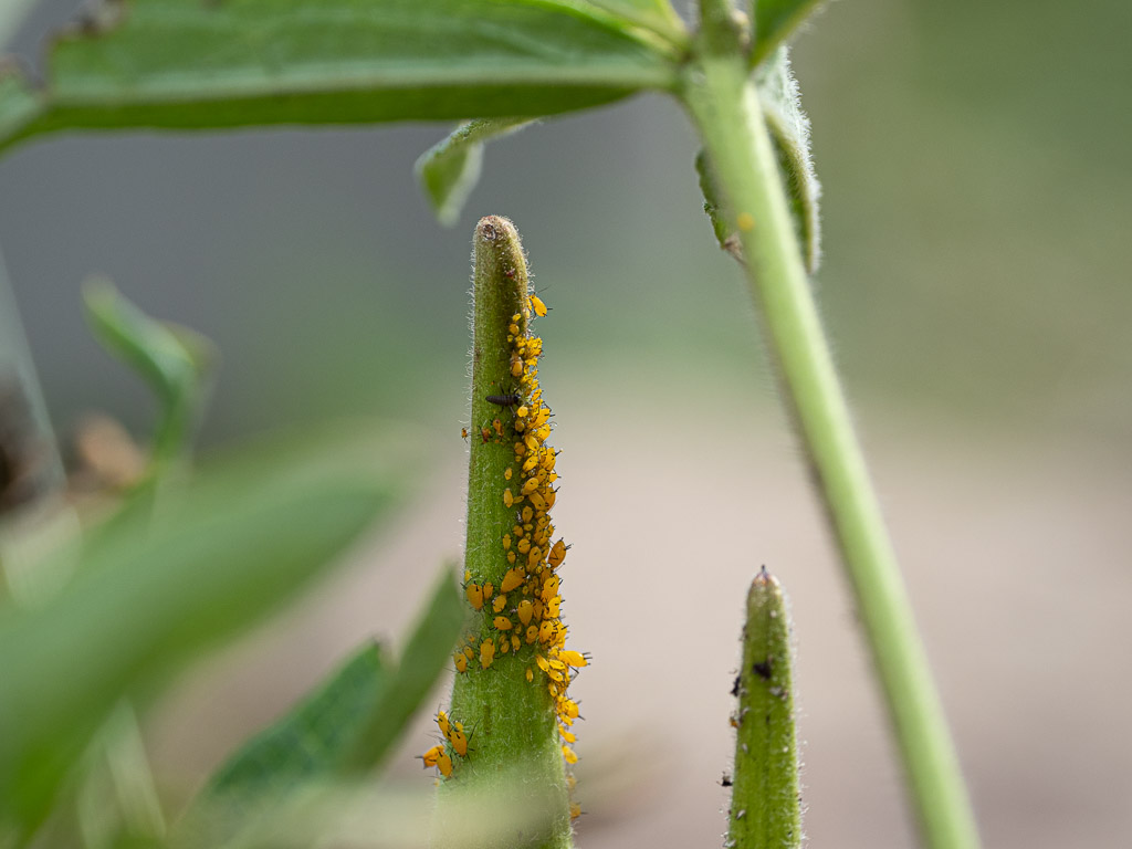 Butterfly Weed (Asclepias tuberosa) with aphids