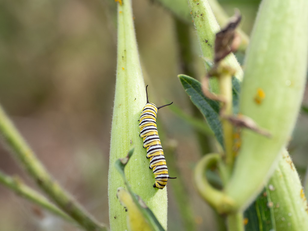Monarch caterpillar on a Butterfly Weed (Asclepias tuberosa)