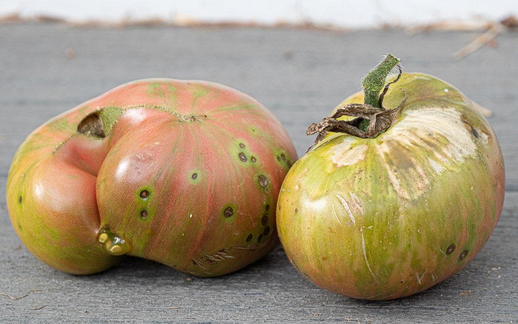 Berkely Tie Dye Tomatoes