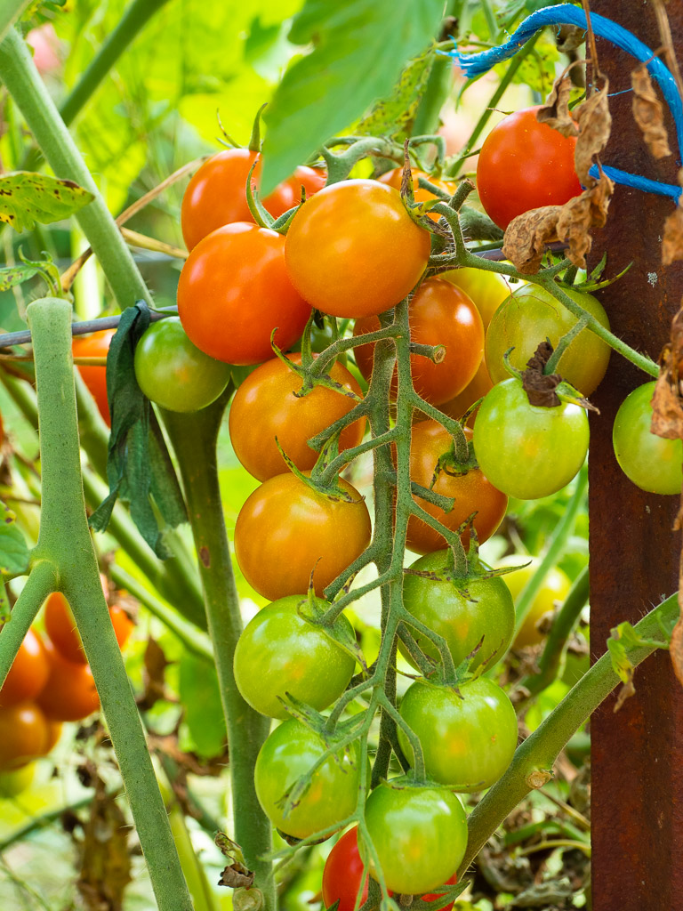 Favorita red cherry tomatoes