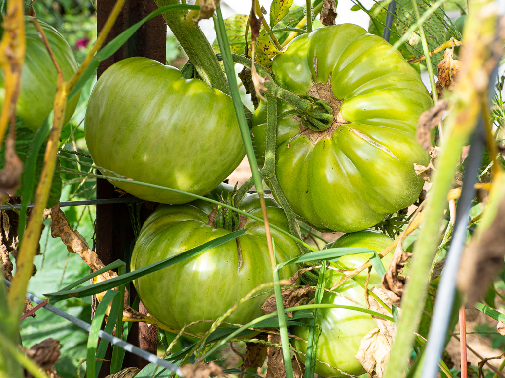Big Beef tomatoes