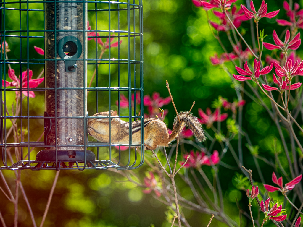 Chipmunk eating from a bird feeder
