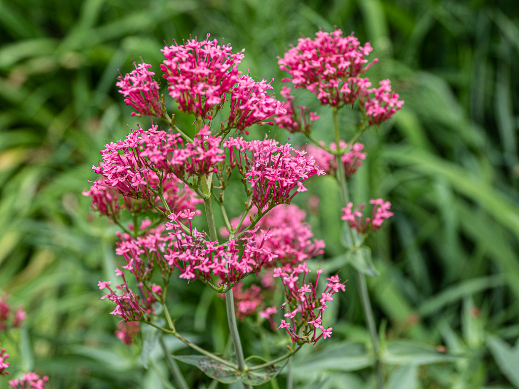 Centranthus