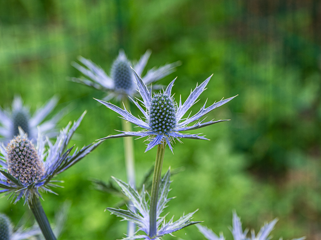Sea Holly