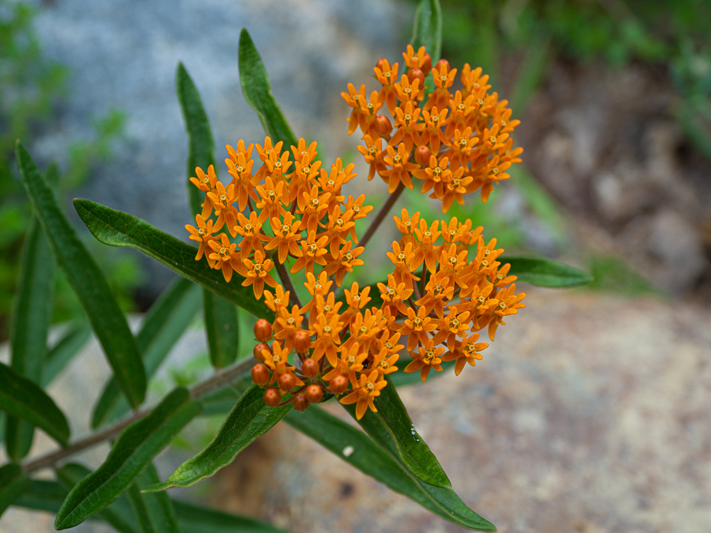 Butterfly Weed