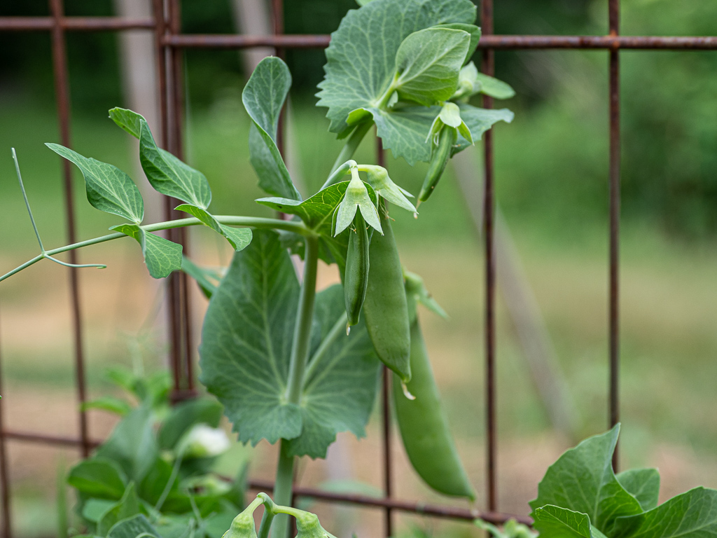 Snap Peas