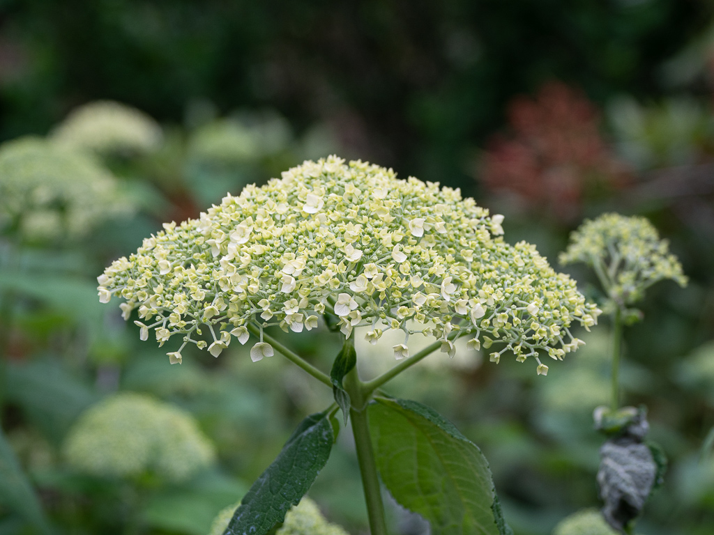 Incrediball Hydrangea