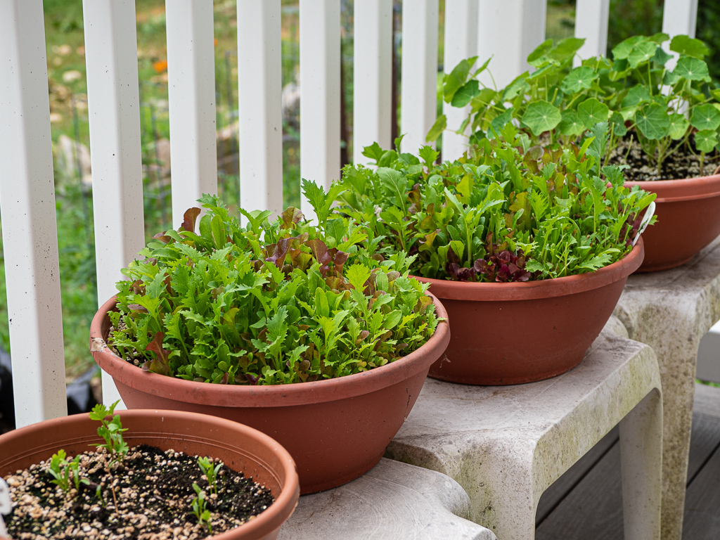 Salad Plants