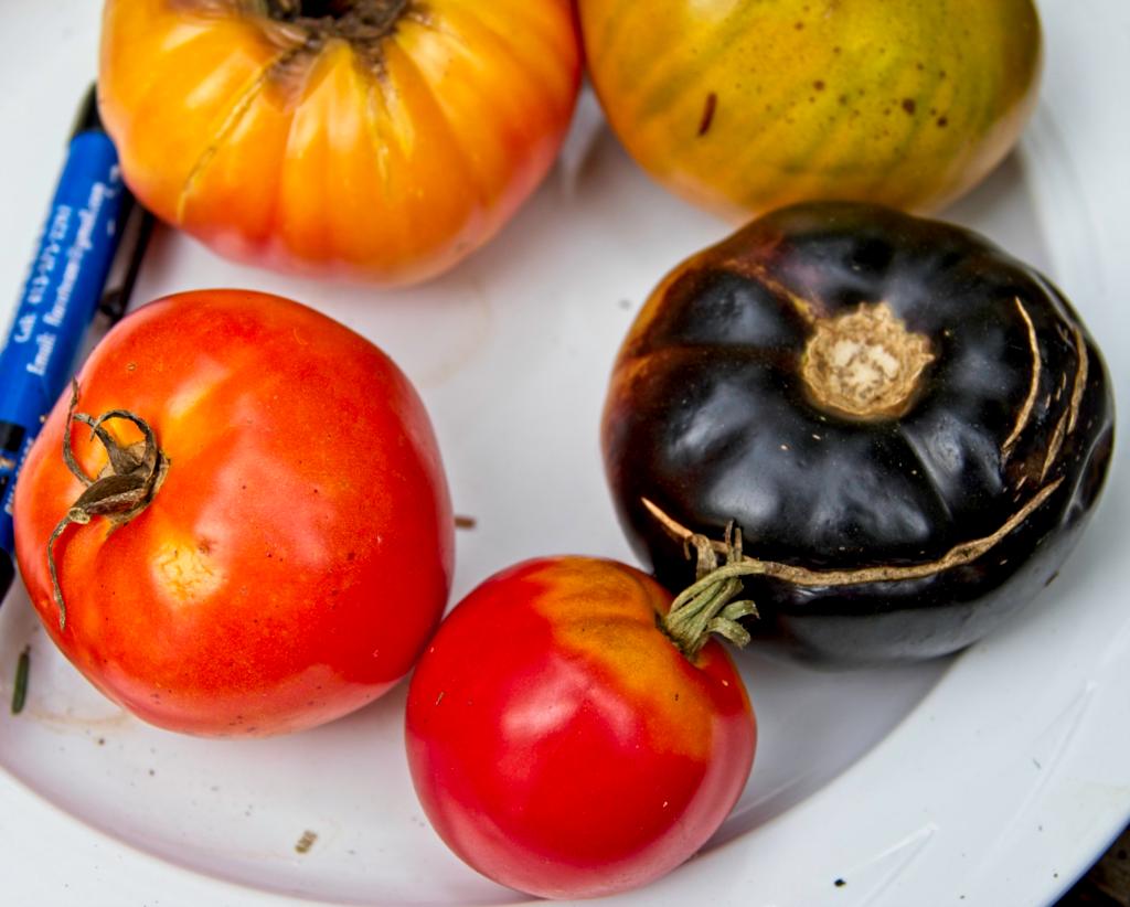 HeirloomTomatoes grown by Fred Swedberg