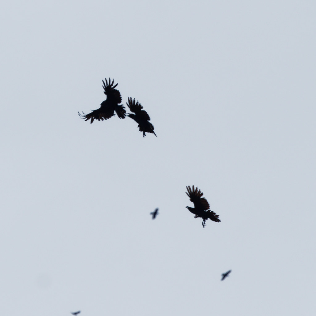 Ravens