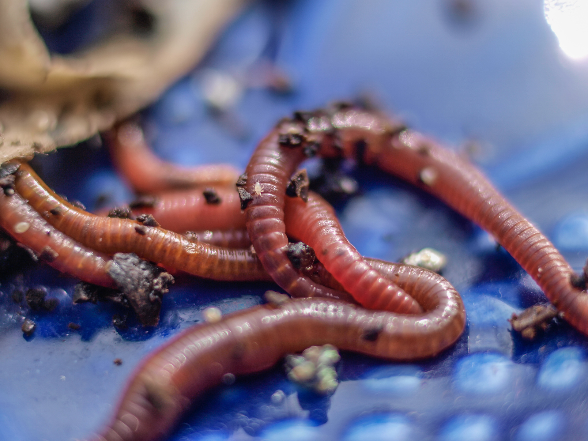Red Wriggler Worms Red Wriggler Worms
