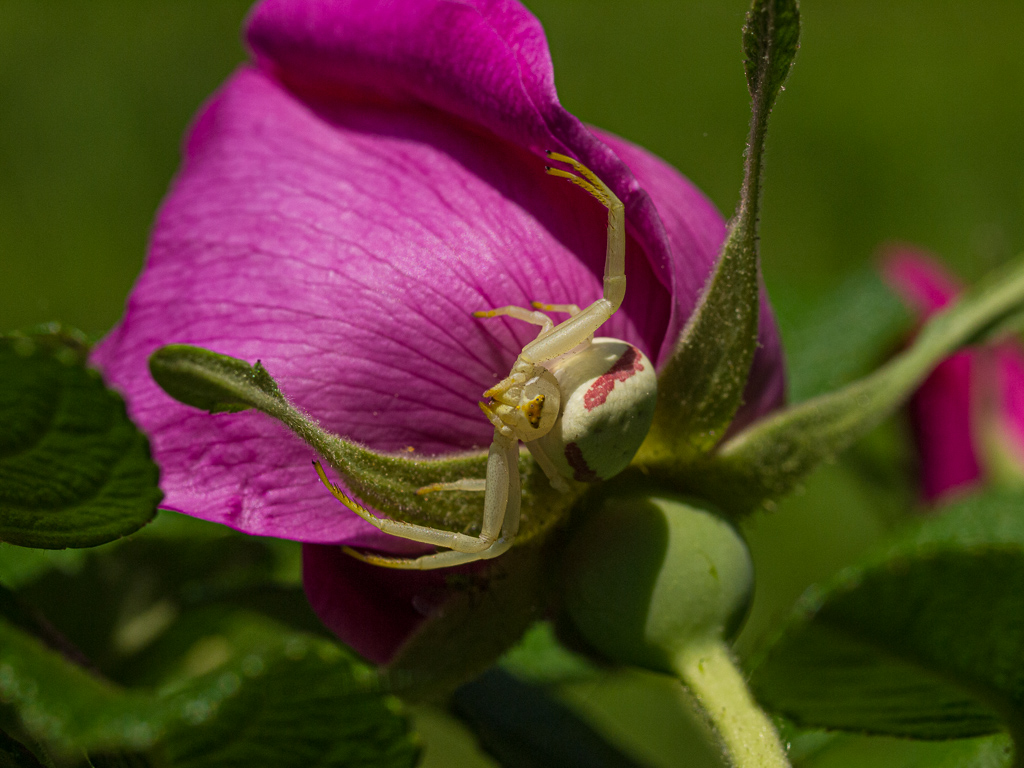 Misumena vatia