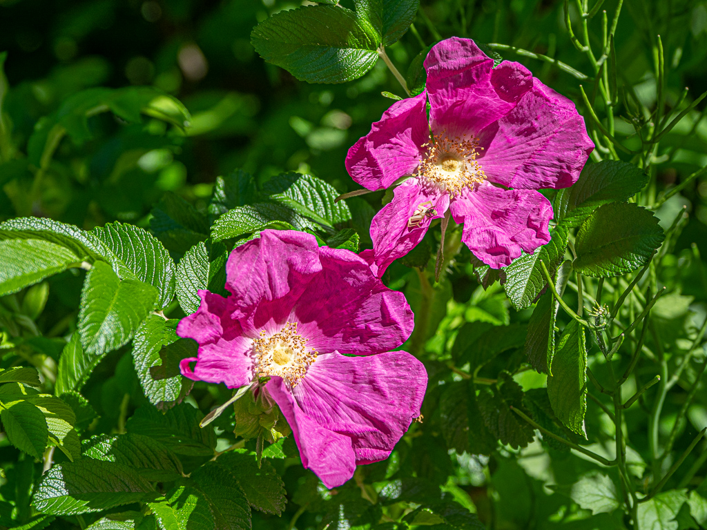 Death and Beauty Rosa Rugosa (with spider)