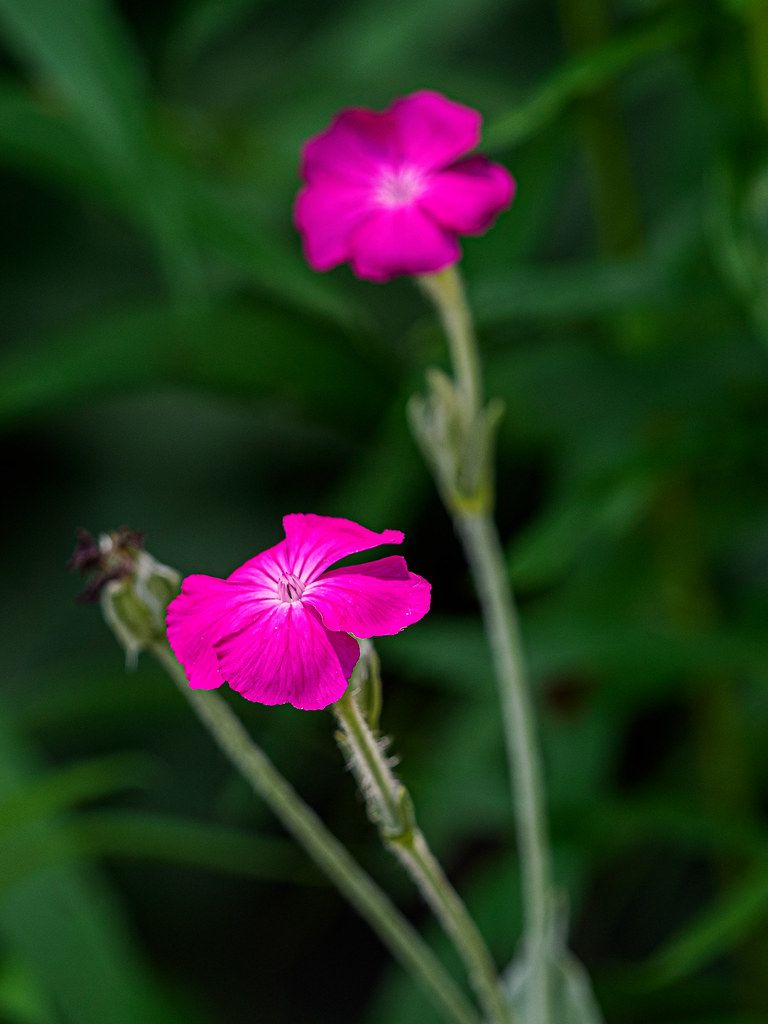 Rose Campion