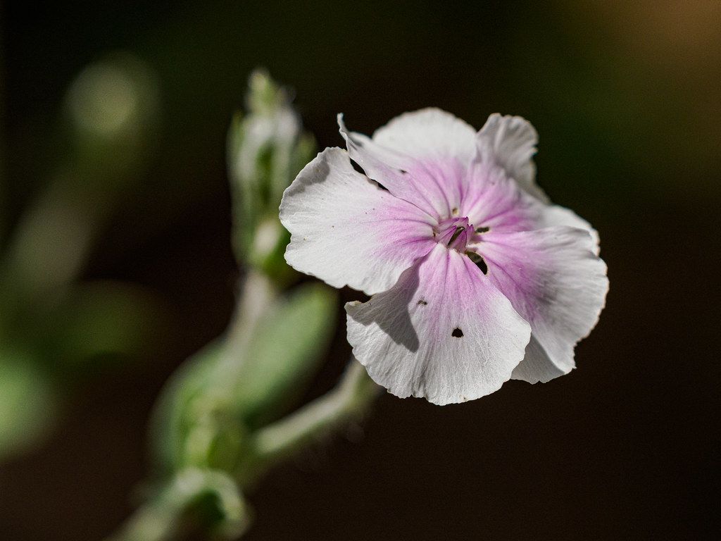 Rose Campion