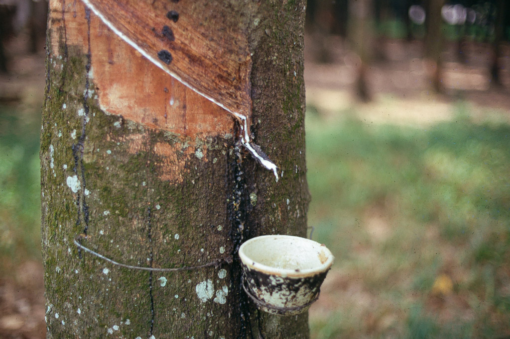 Rubber Plantation
