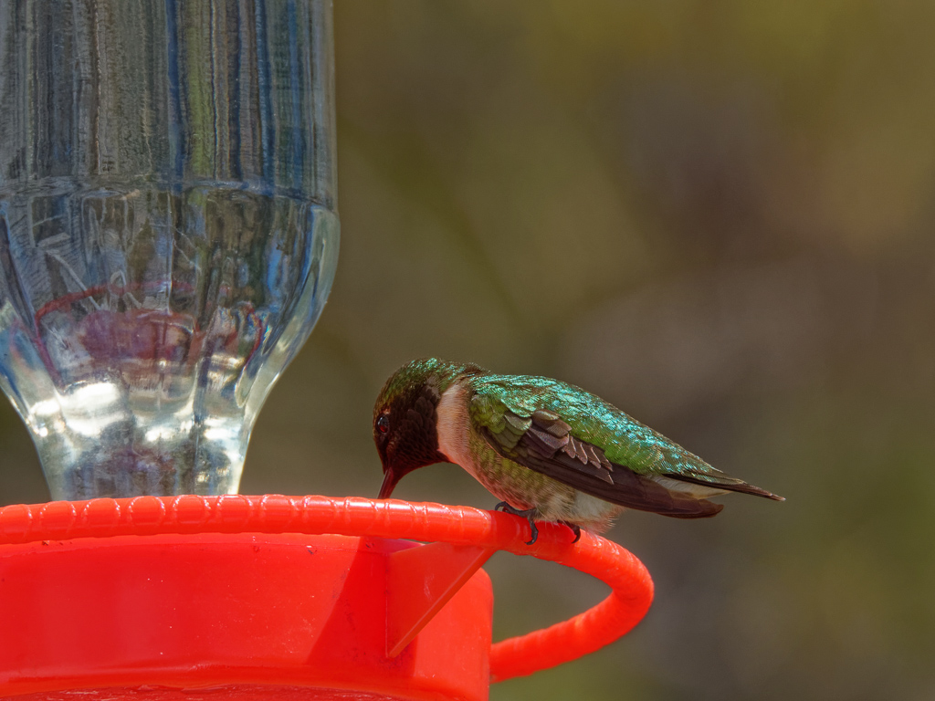 Ruby-Throated Hummingbird (Male)