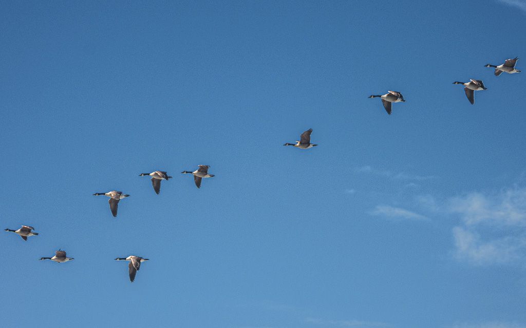 Canadian Geese