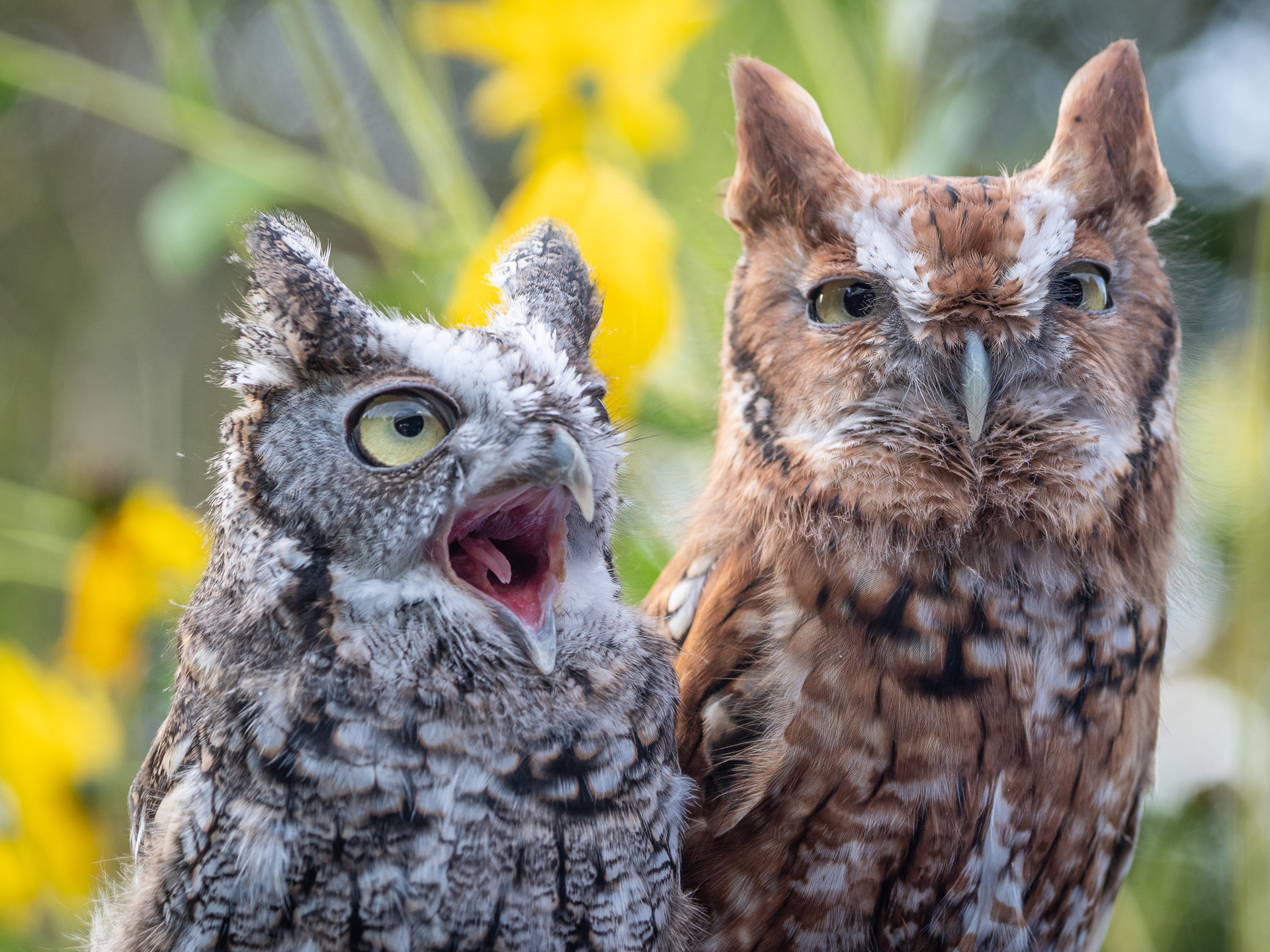 Eastern screech owl at the Beaver Brook Association Eastern screech owl at the Beaver Brook Association