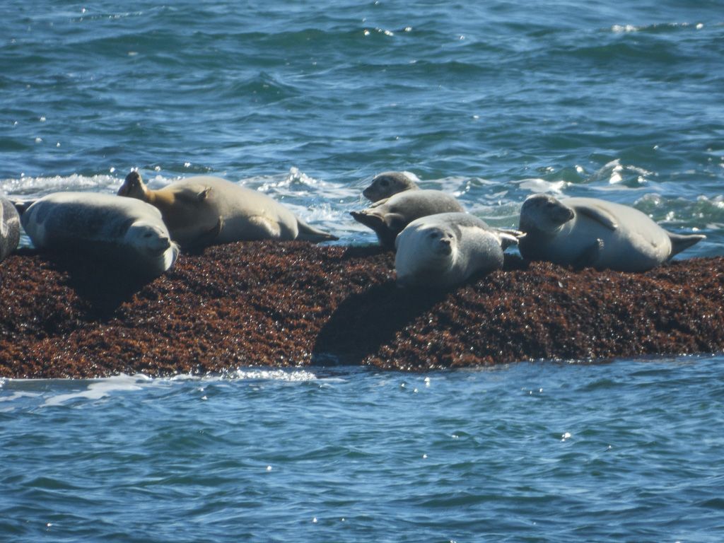 Seals