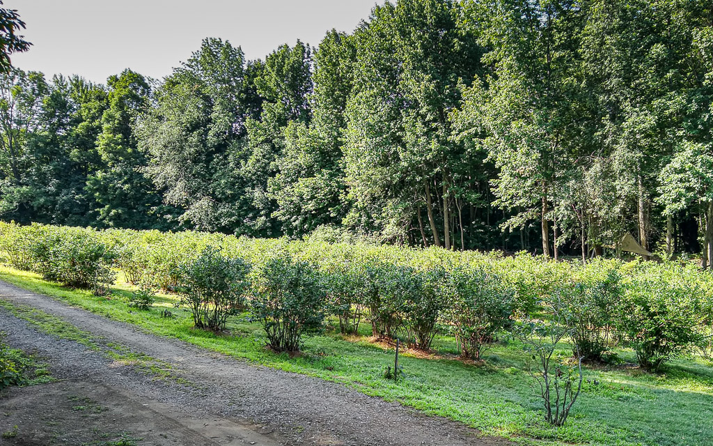 Smith's Blueberries
