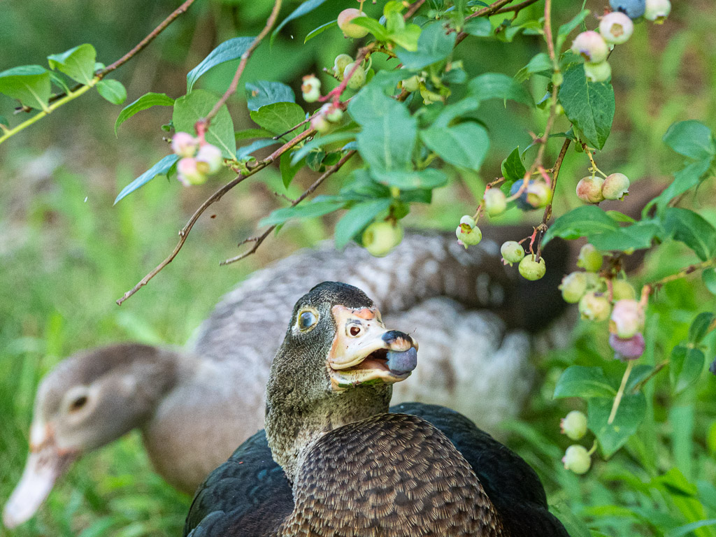 Duck with blueberry
