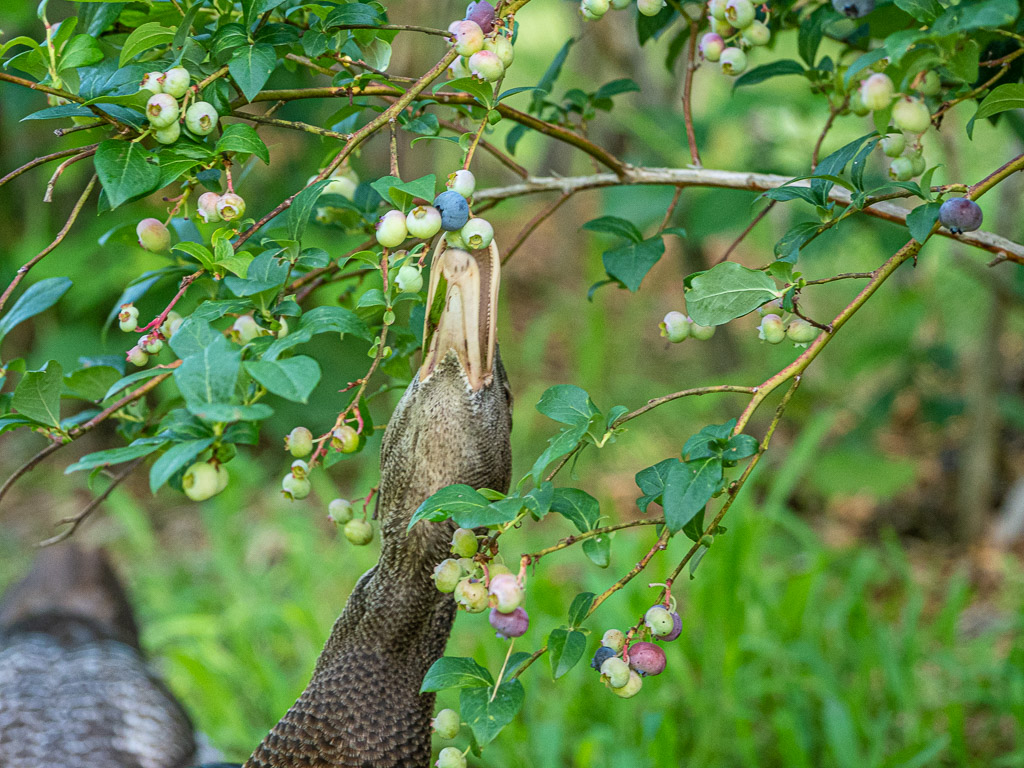Duck grabs a low hanging blueberry