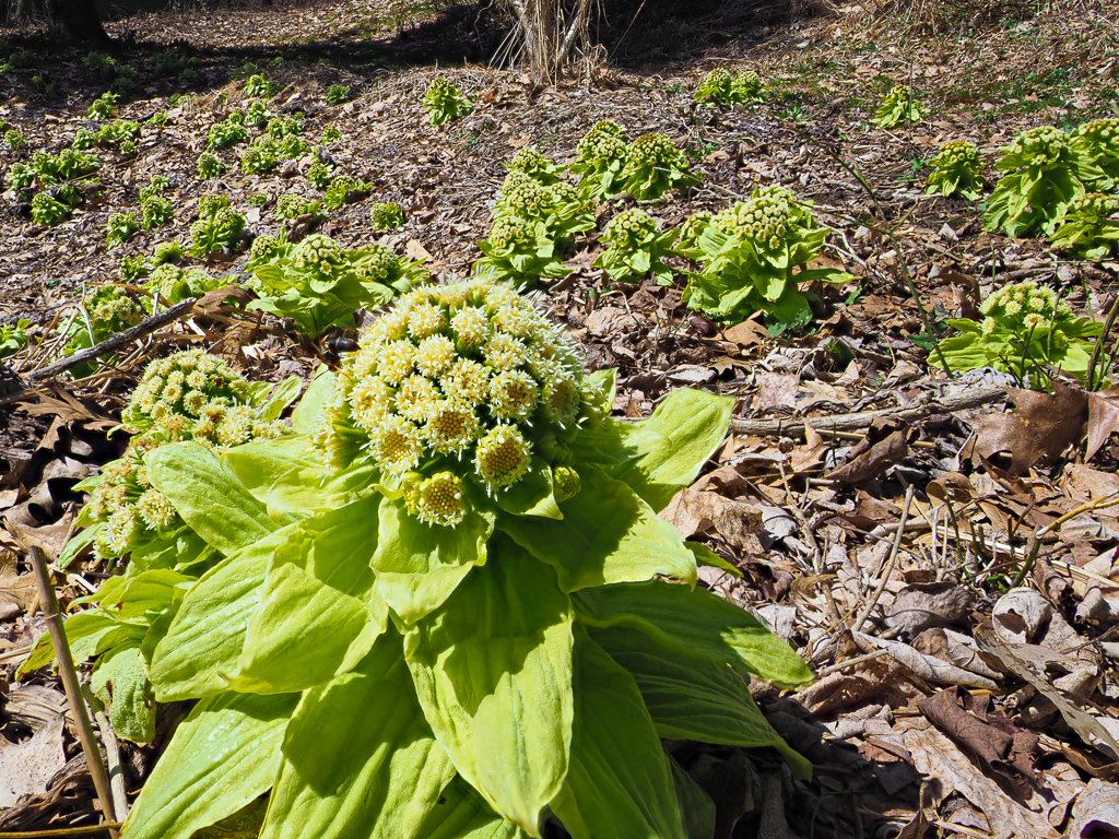 Japanese Butterbur Flowers