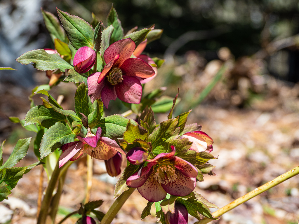 Lenten Rose (Helleborus orientalis)