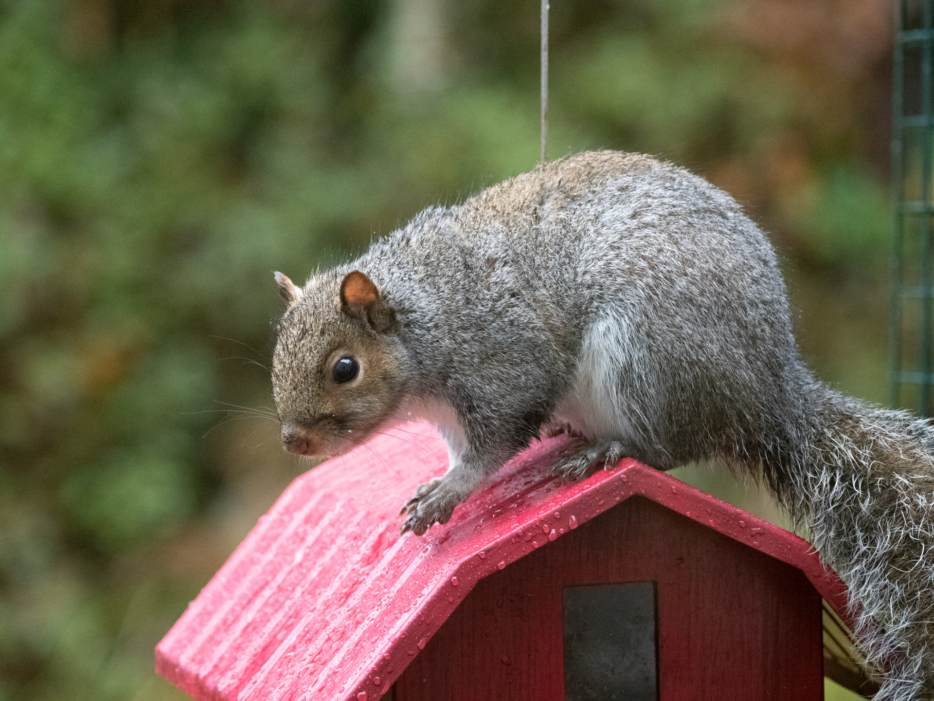 Eastern Gray Squirrel