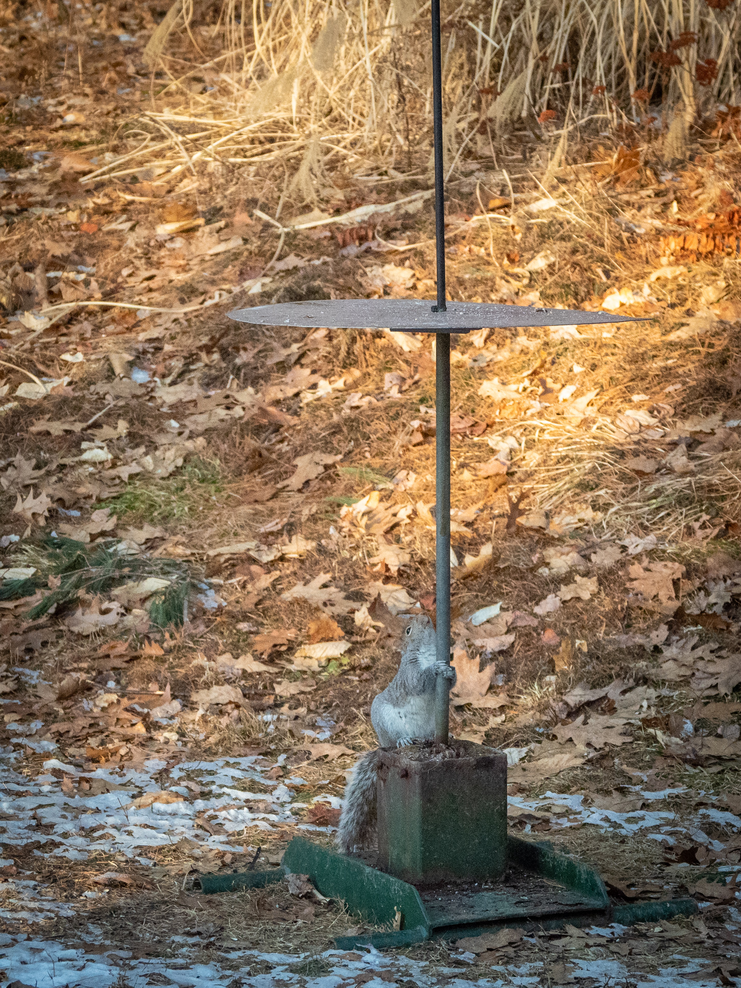 Squirrel solves a physics problem