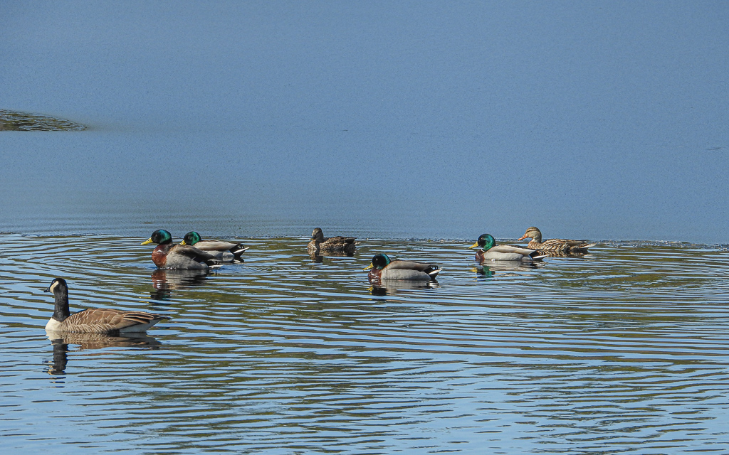 Ducks find open water at Smithville Reservoir