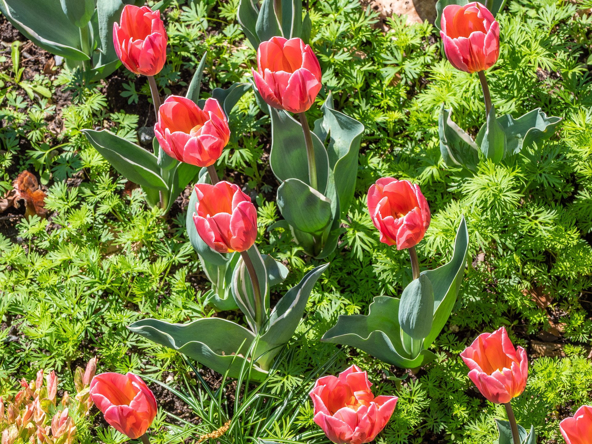 Tulips at Tower Hill Botanic Garden