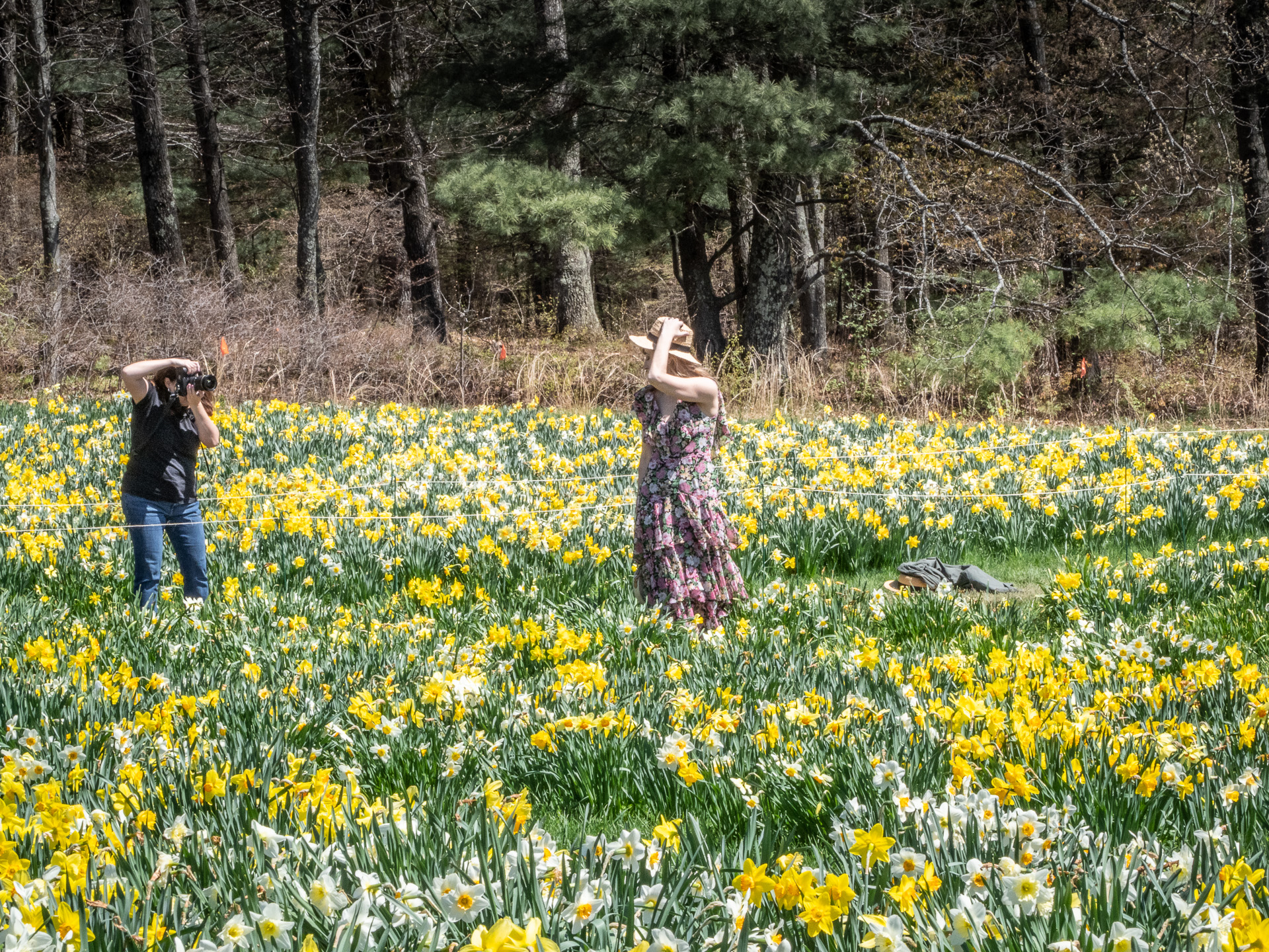 Daffodil Field Daffodil Field at Tower Hill Botanic Garden