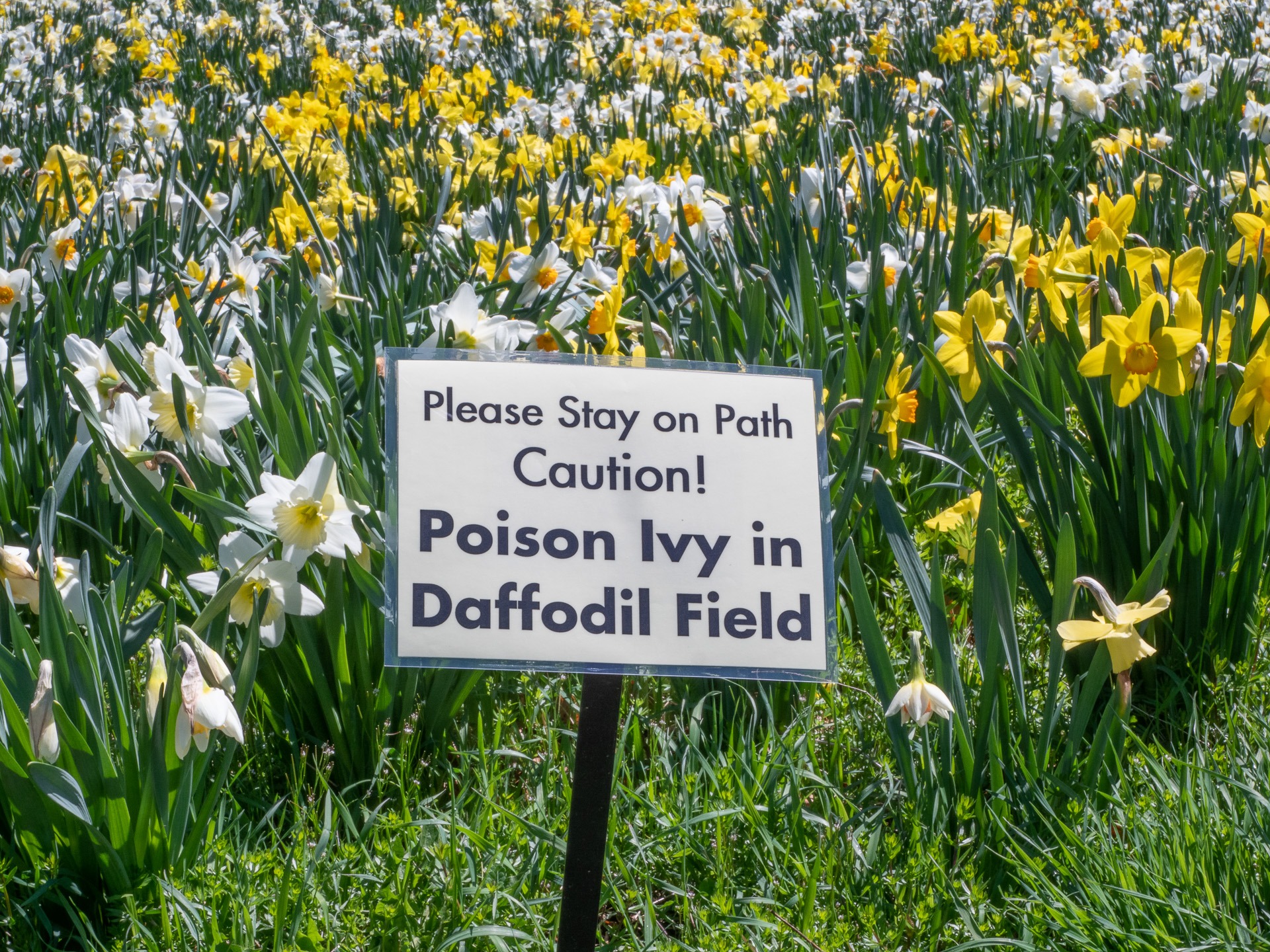 Daffodil Field Daffodil Field at Tower Hill Botanic Garden