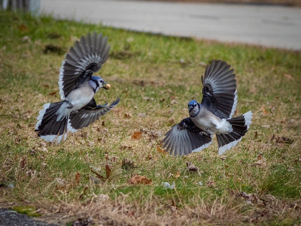 Two Blue Jays