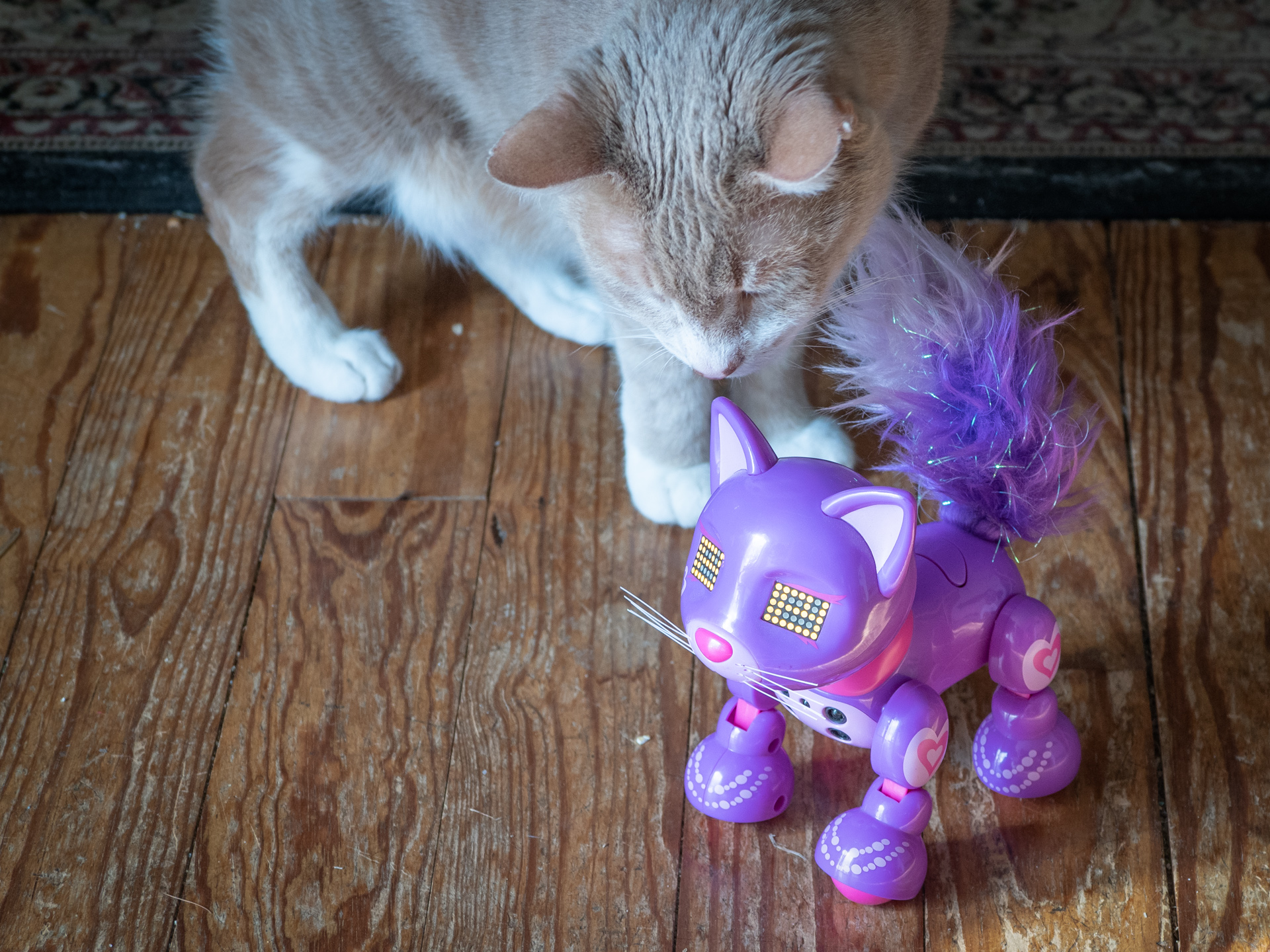 Paris & Robo Cat