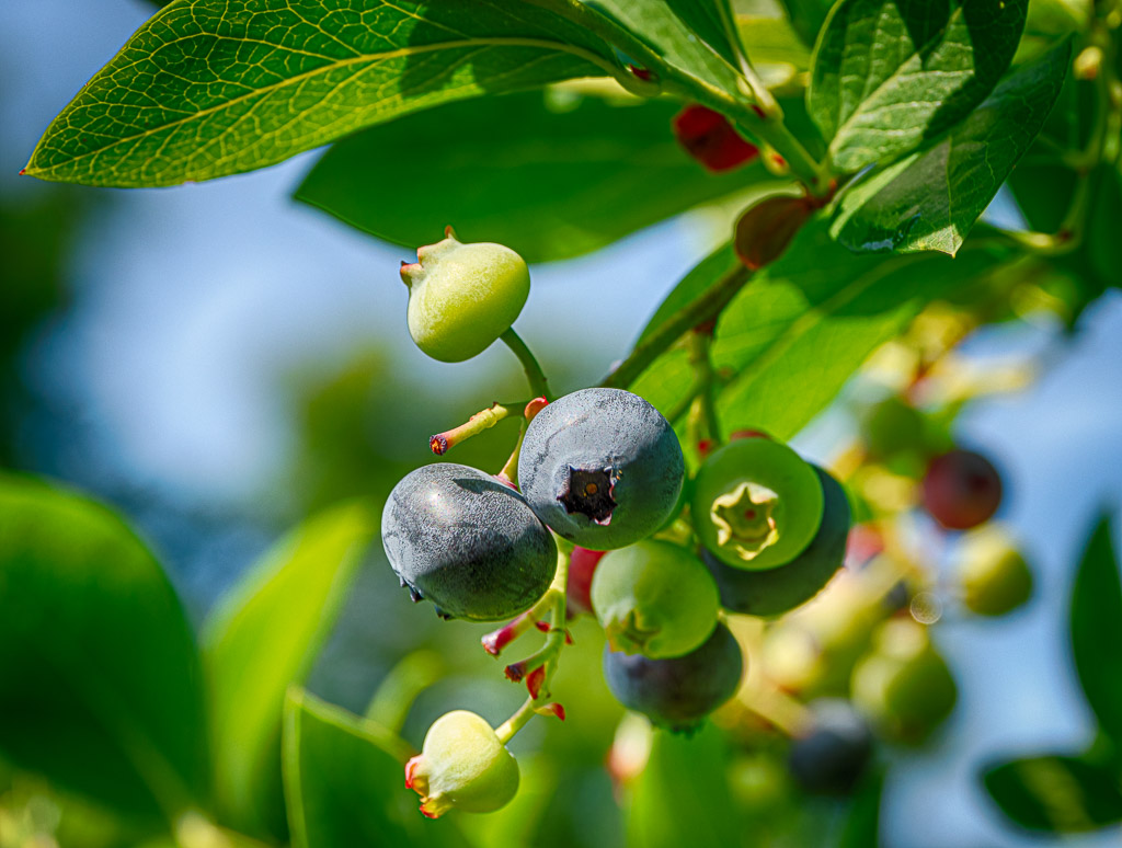 Ripening blueberries