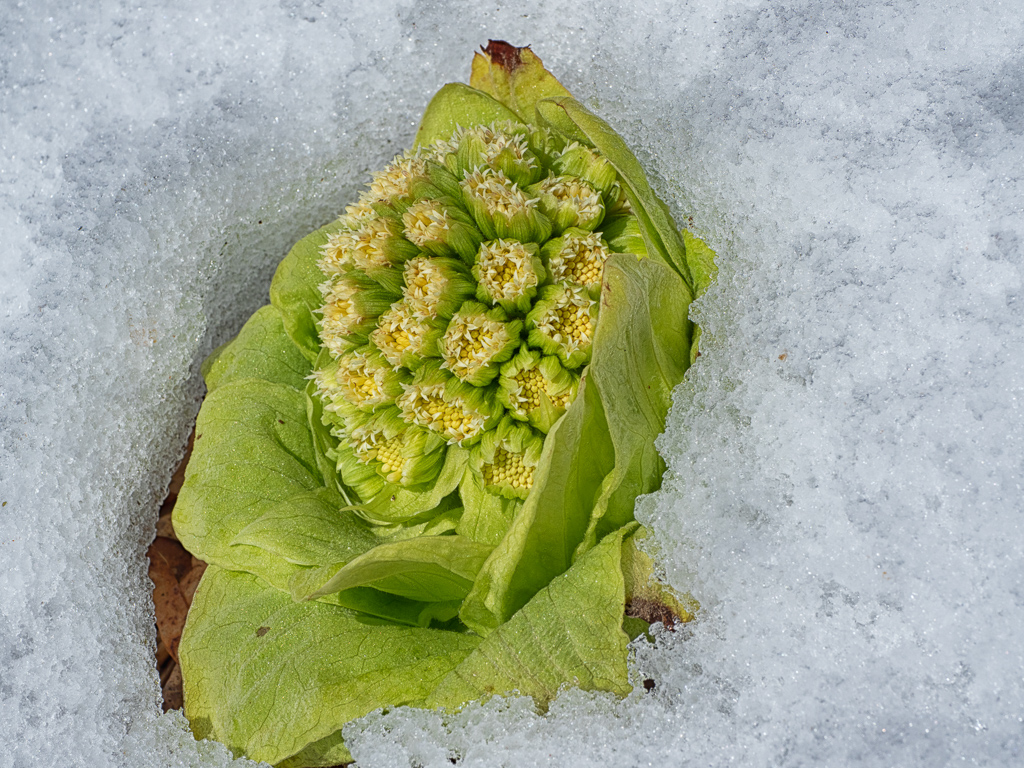 Giant Butterbur (Petasites japonicus) peaking through snow