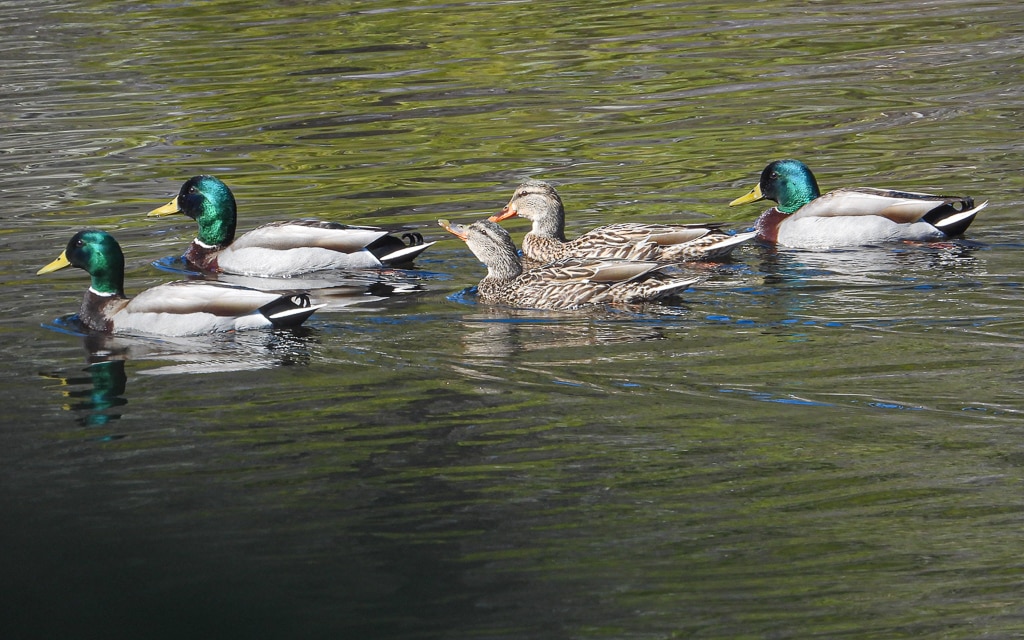 Ducks in a Row Ducks in a row at Smithville Reservoir