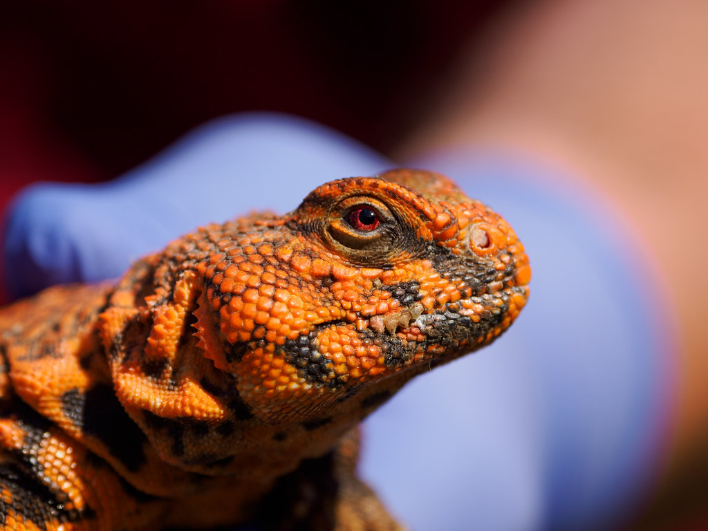 Uromastyx-20140914-1024px Uromastyx lizard