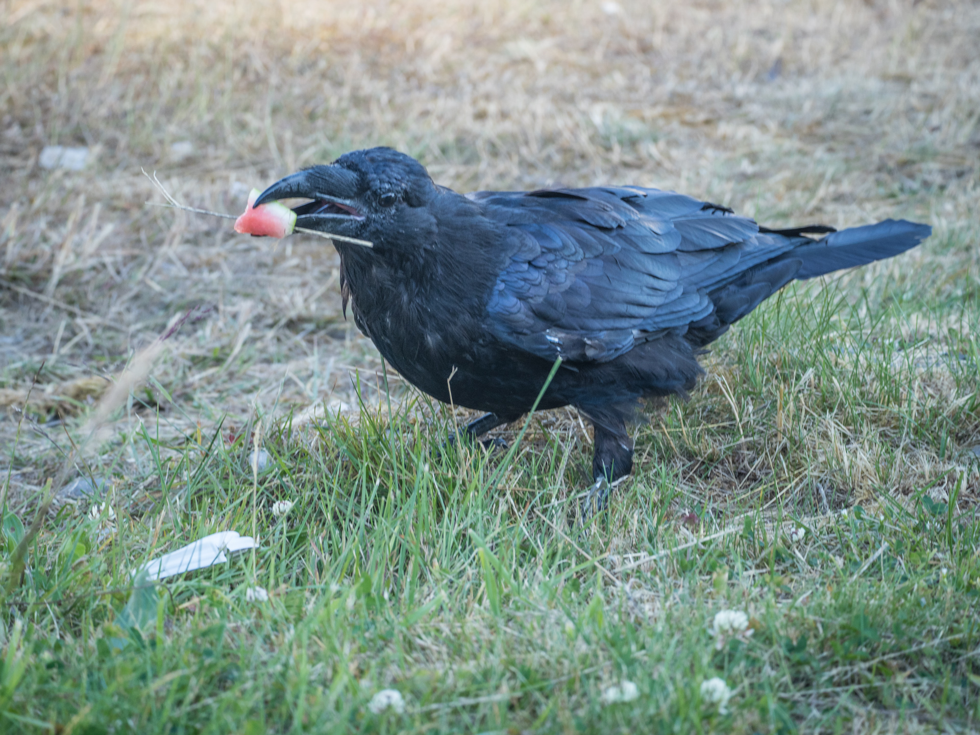 I shared some watermelon with this Raven