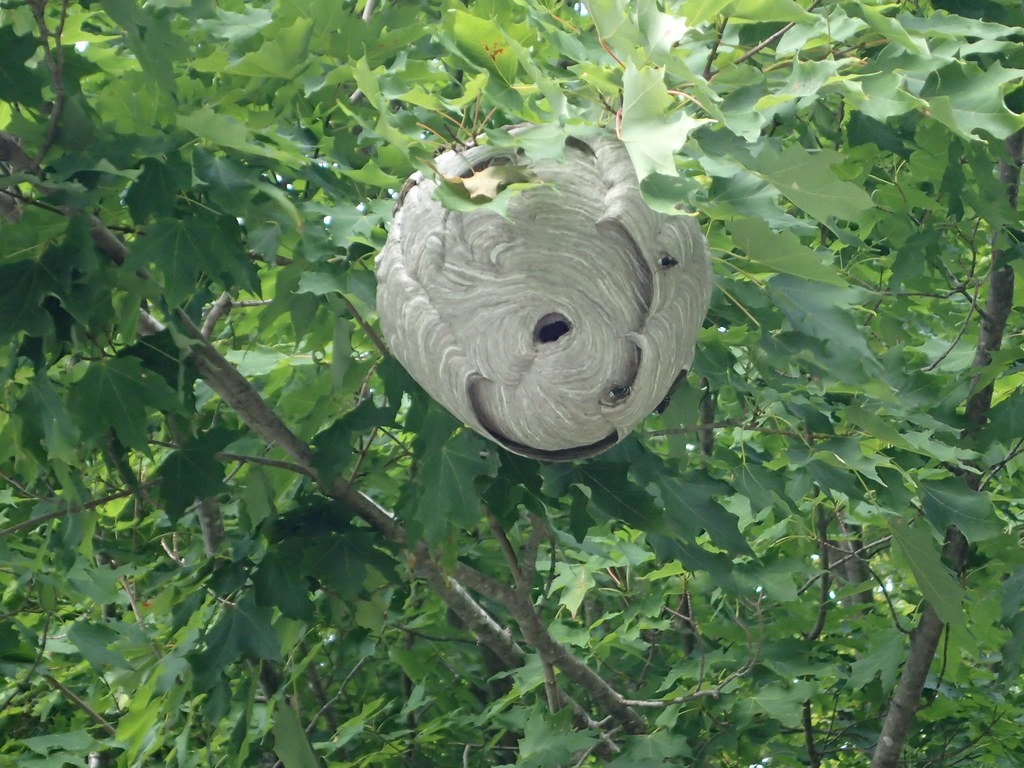Wasp Nest Wasp Nest