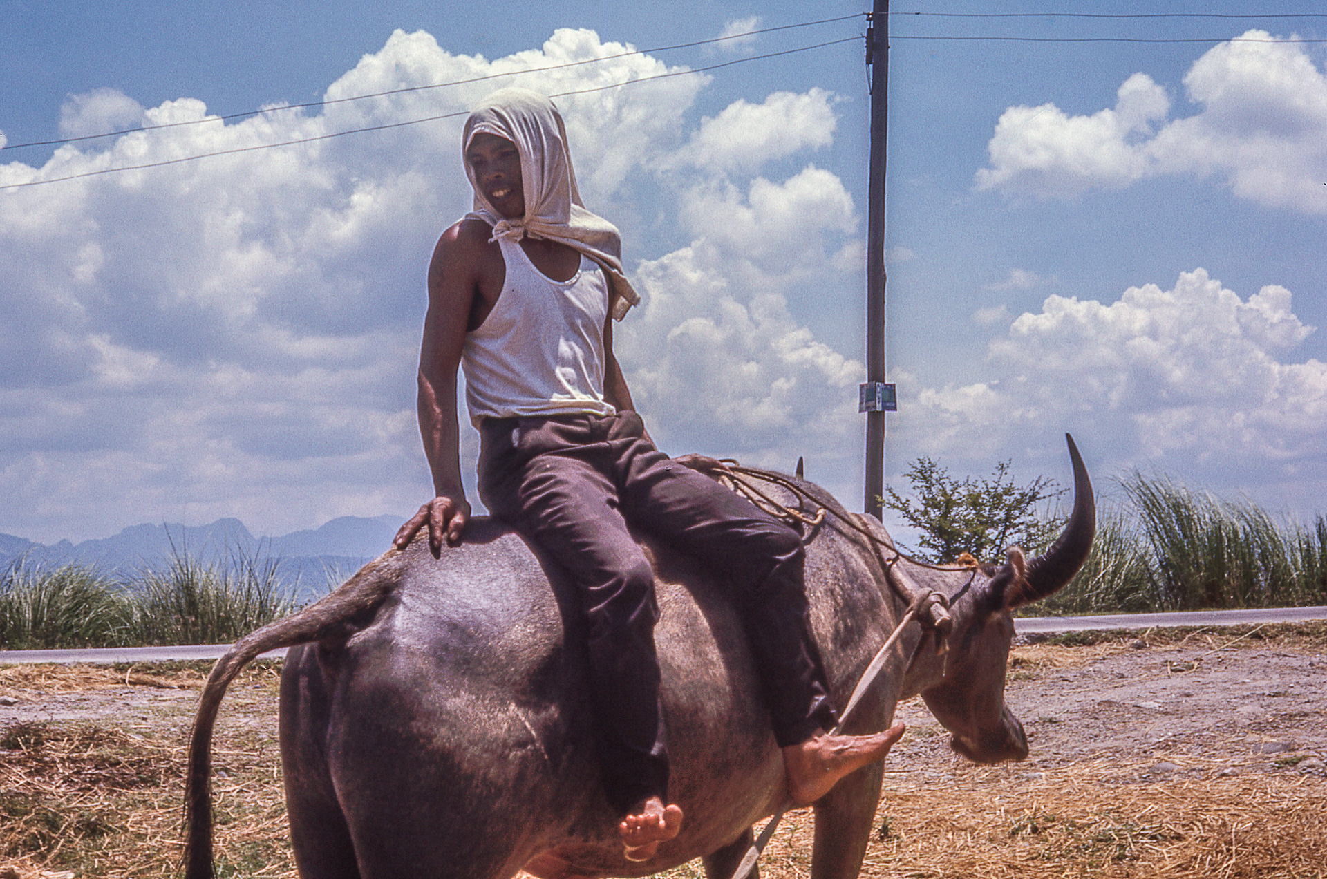 Water Buffalo