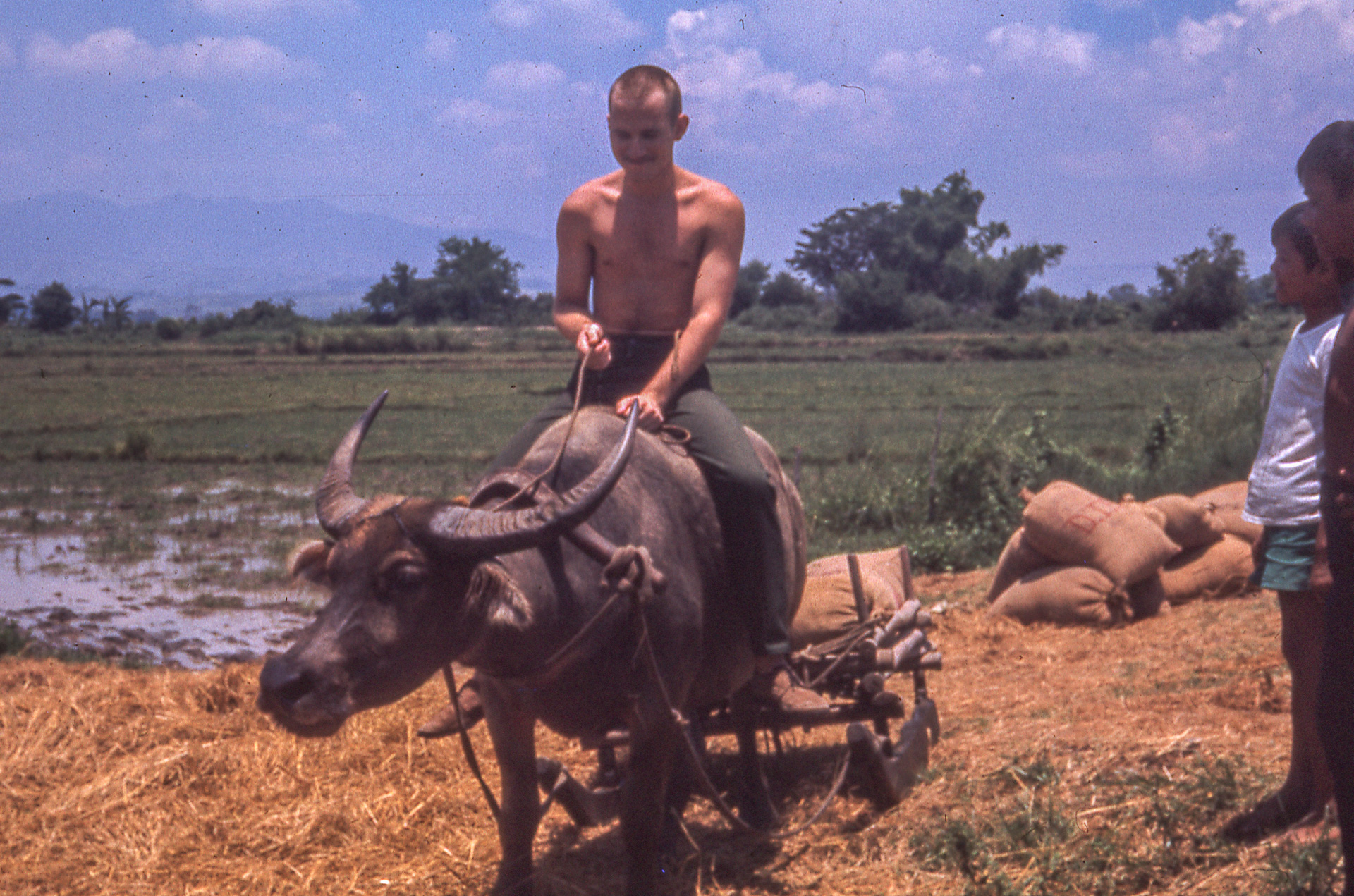 Water Buffalo