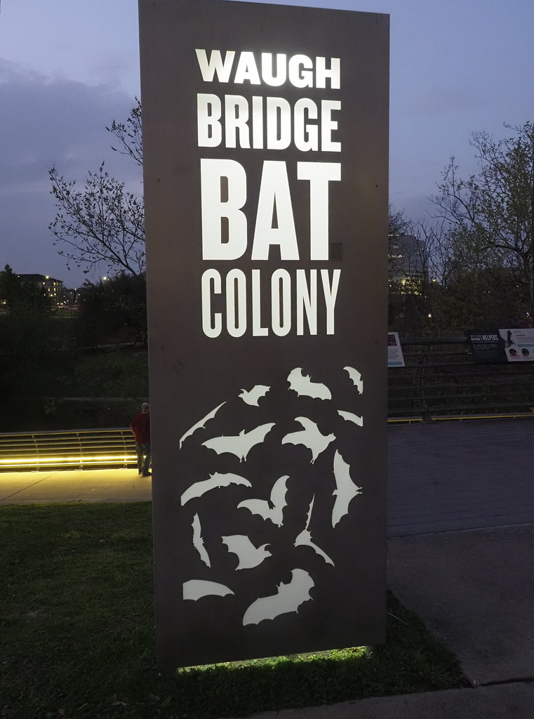 Waugh Bridge Bat Colony