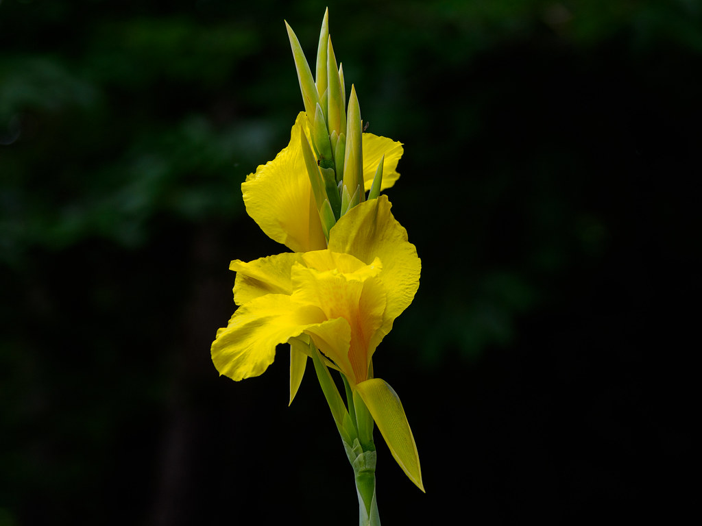 YellowCanna-20240831-1024px Yellow Canna blossom