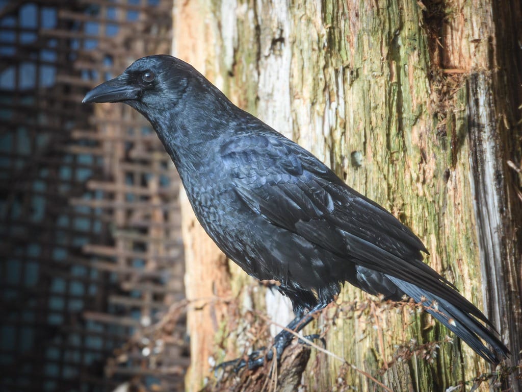 On This Day - Feeding Birds