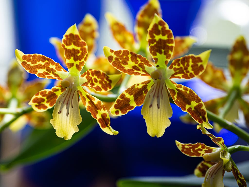 On This Day - Wentworth Greenhouse