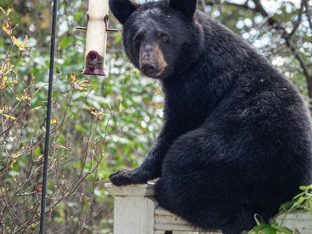 The Birds, Bees and Bears